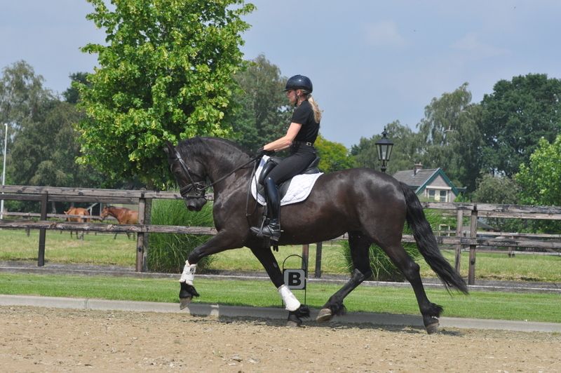 fries merrie 4 anos zwart à venda - Foto 5