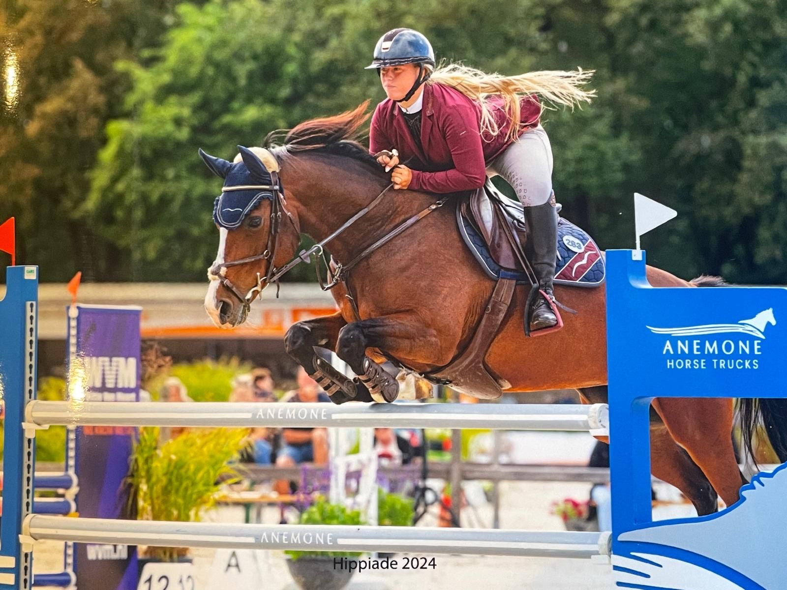 KWPN showjumper for sale