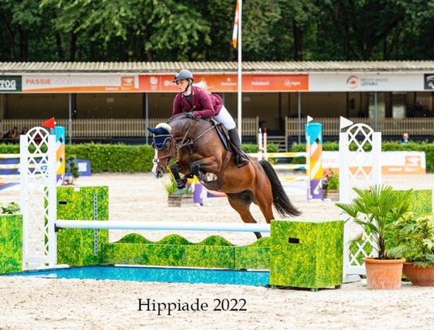 kwpn springpaard merrie 11 years old bruin for sale - Photo 3
