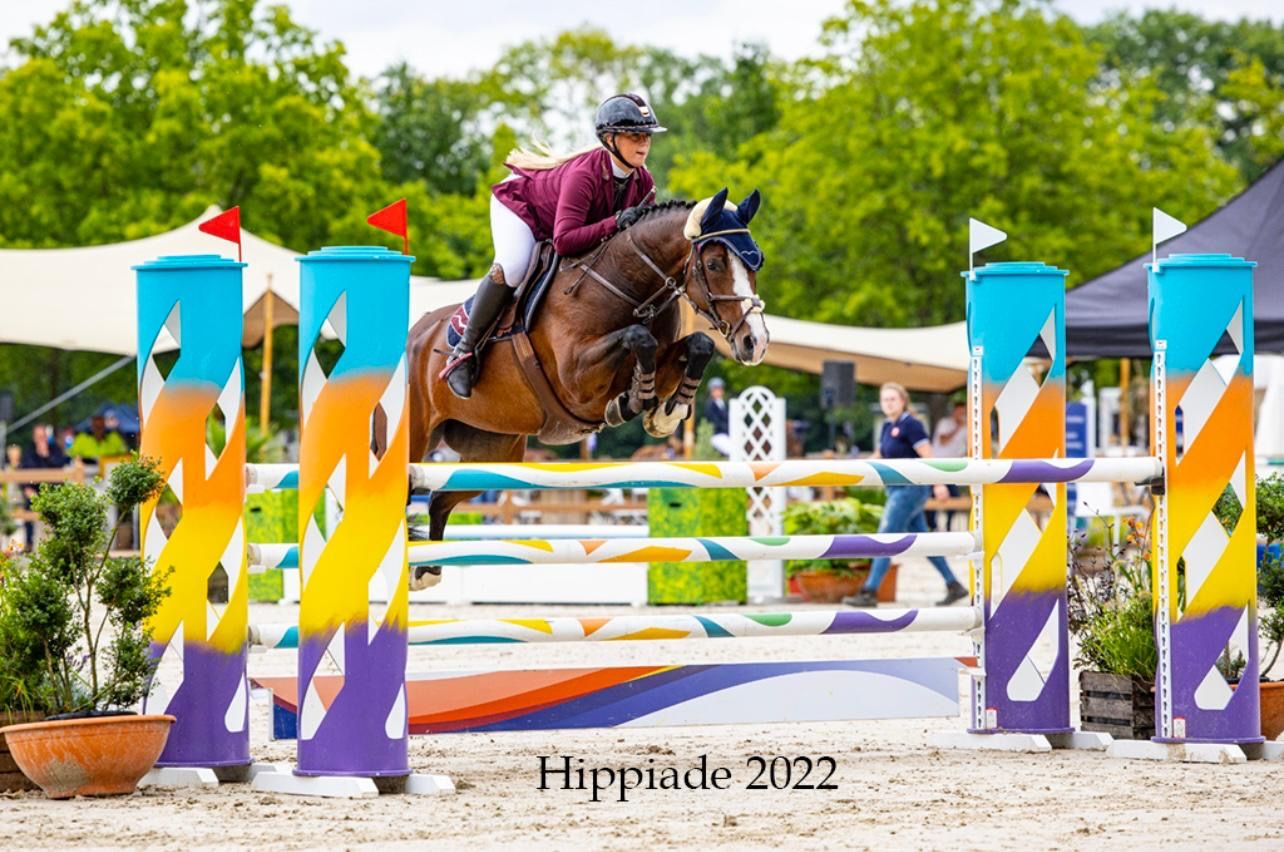 kwpn springpaard merrie 11 years old bruin for sale - Photo 2