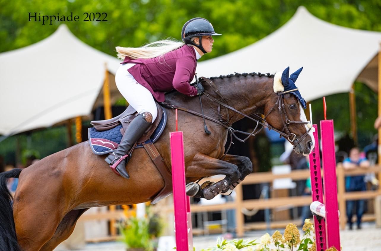 kwpn springpaard merrie 11 years old bruin for sale - Photo 4