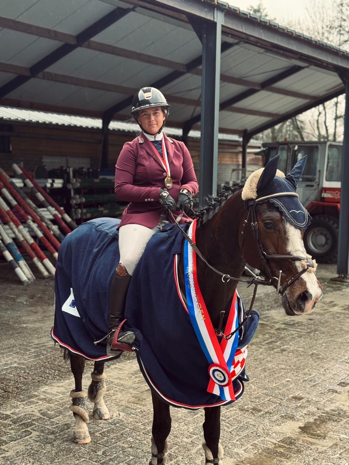 kwpn springpaard merrie 11 years old bruin for sale - Photo 5