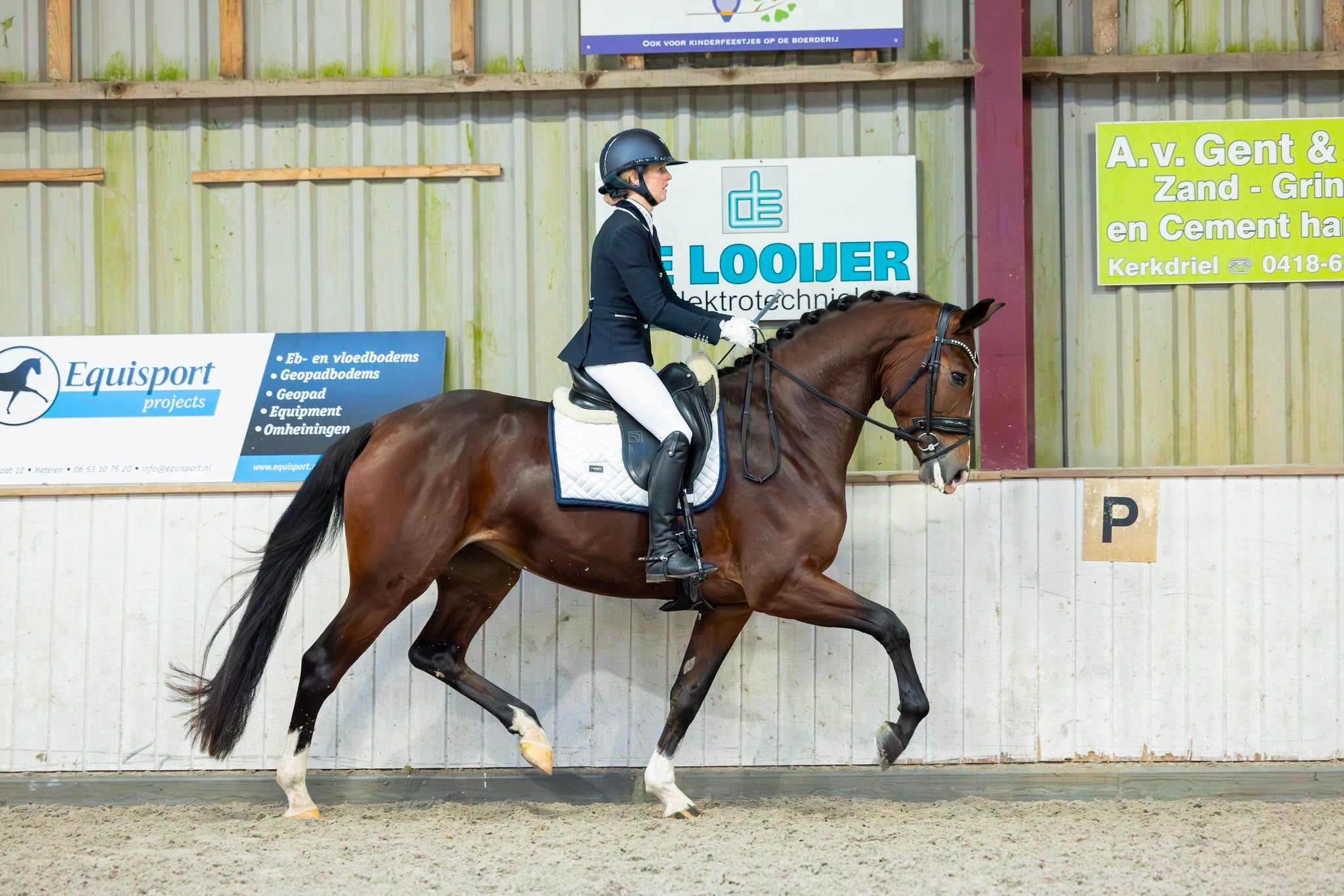 Talented mare