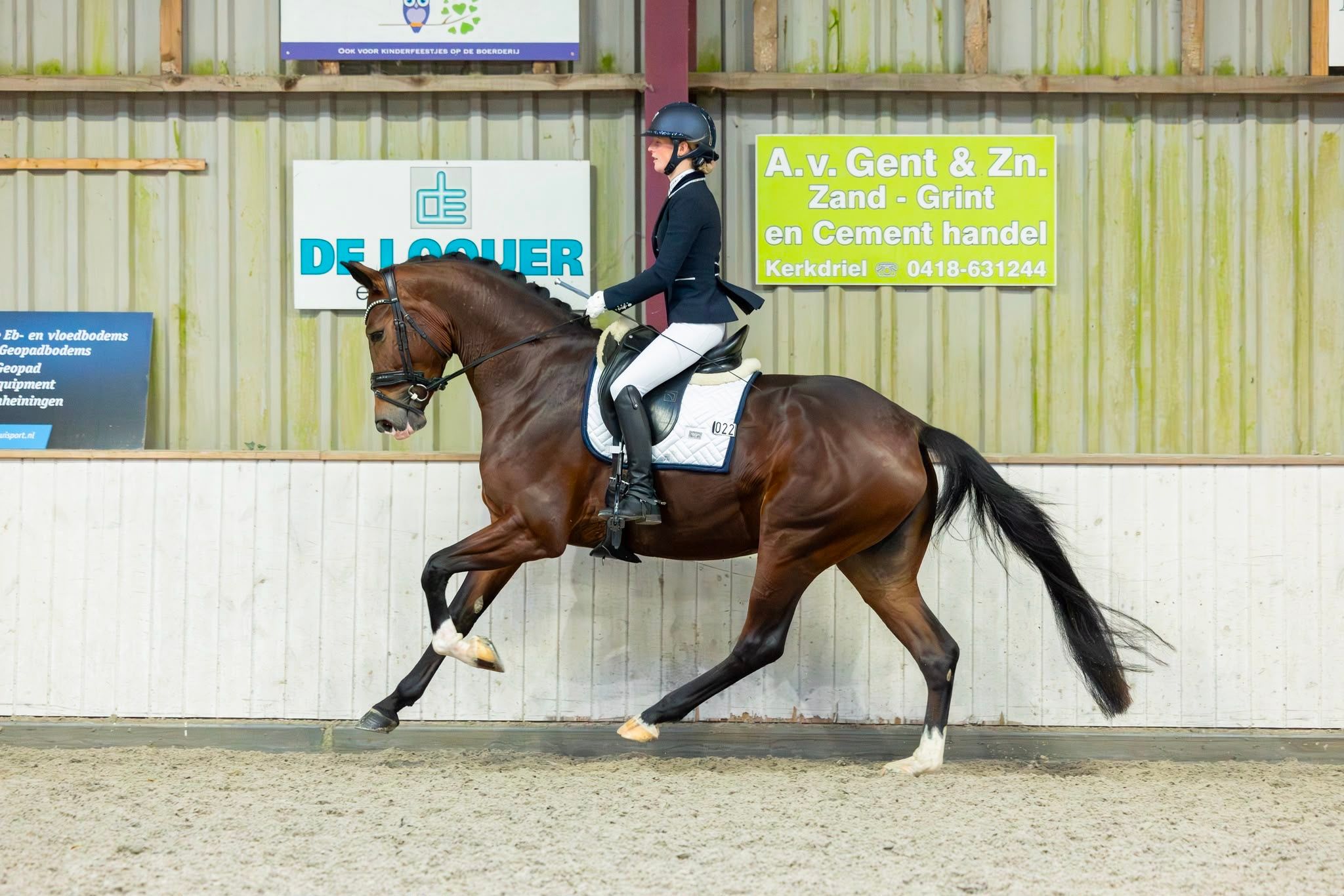 kwpn dressuurpaard merrie 4 years old bruin for sale - Photo 2