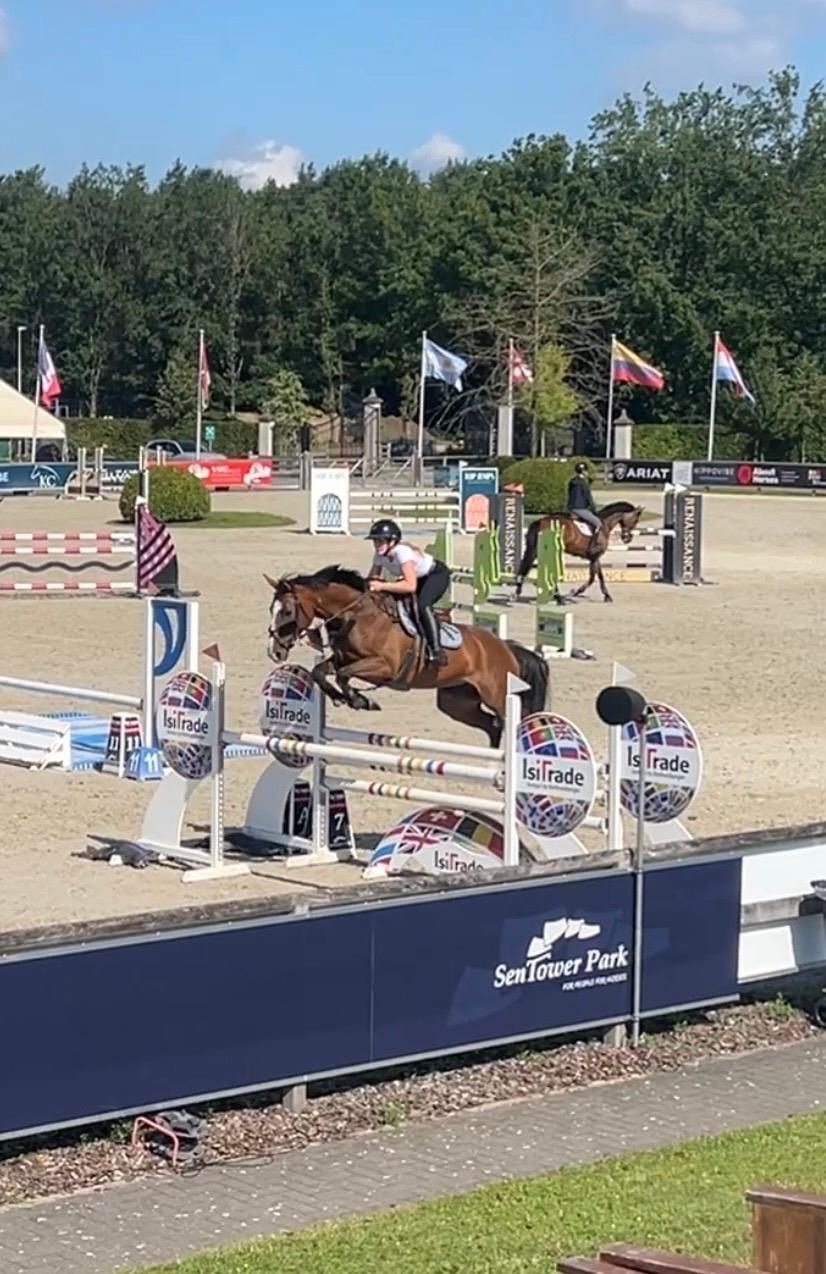 sbs springpaard merrie 11 jaar bruin te koop - Foto 3