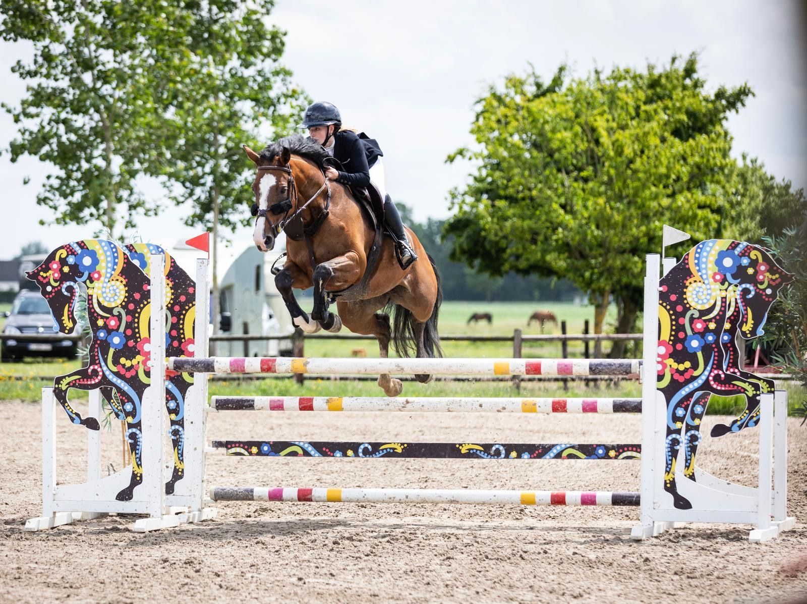 sbs springpaard merrie 11 jaar bruin te koop - Foto 2