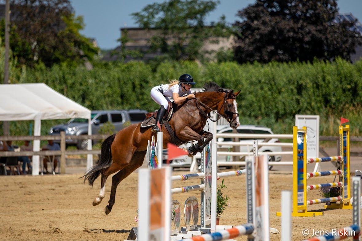 sbs springpaard merrie 11 jaar bruin te koop - Foto 6