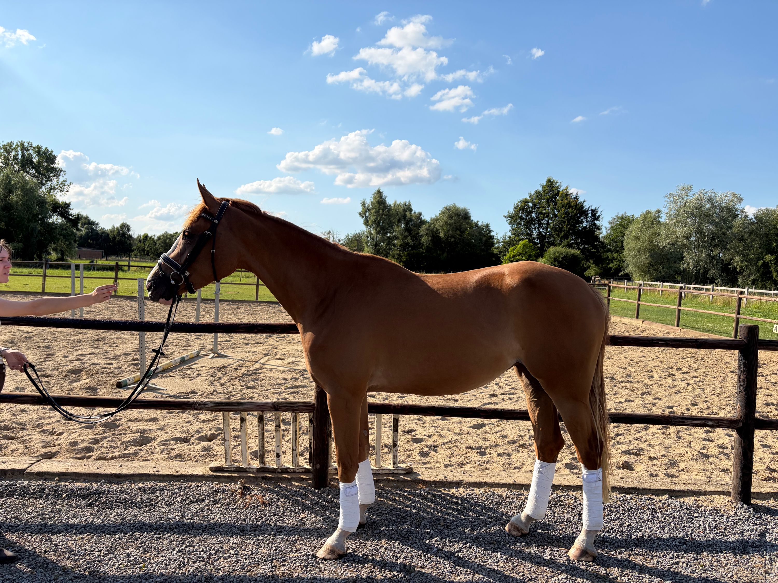 anglo-europees springpaard merrie 3 years old vos for sale - Photo 2