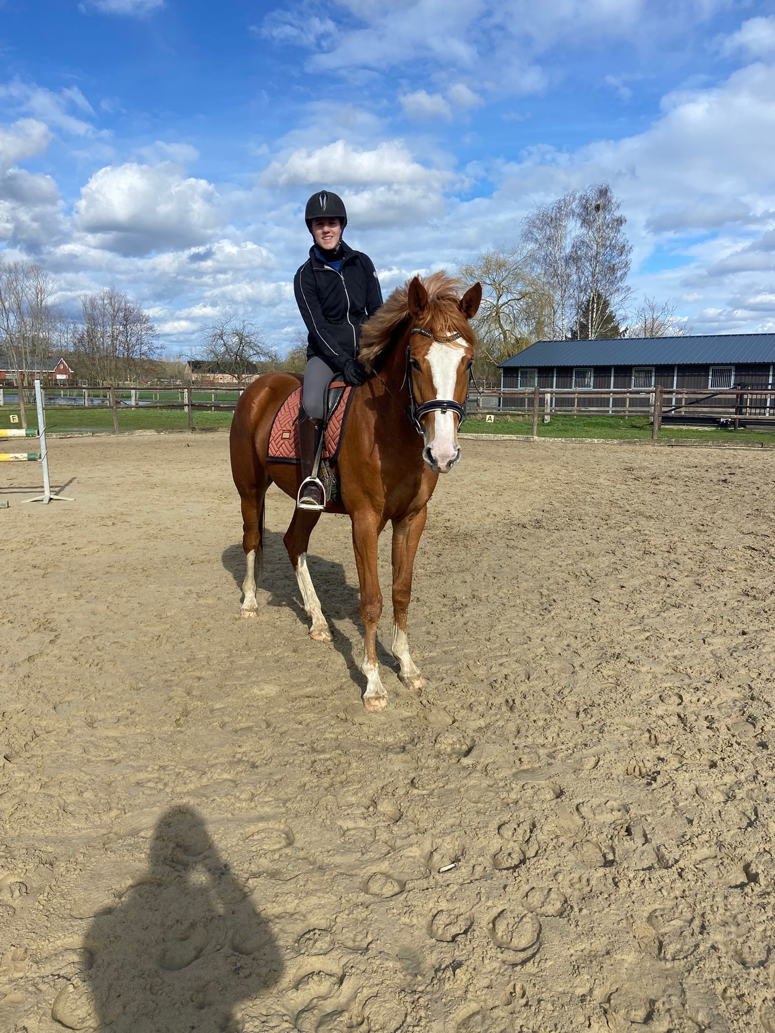 anglo-europees springpaard merrie 3 years old vos for sale - Photo 3