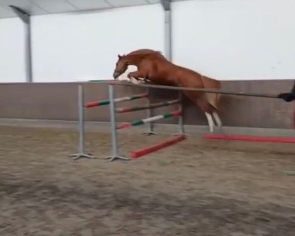 anglo-europees springpaard merrie 3 years old vos for sale - Photo 6