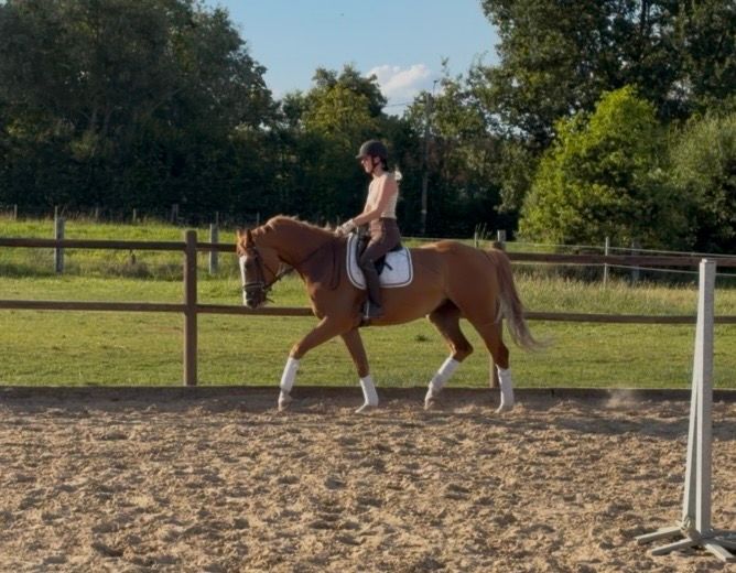 anglo-europees springpaard merrie 3 years old vos for sale - Photo 5