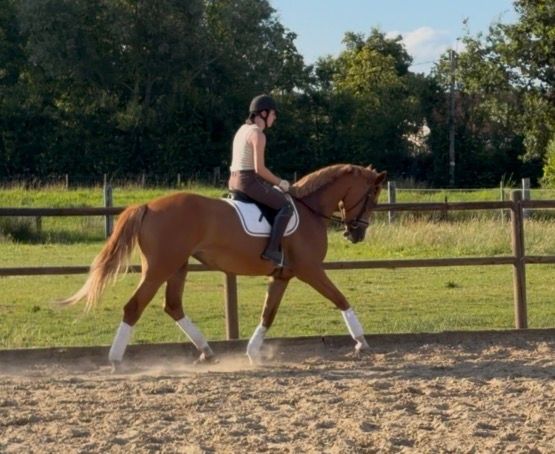 anglo-europees springpaard merrie 3 years old vos for sale - Photo 4