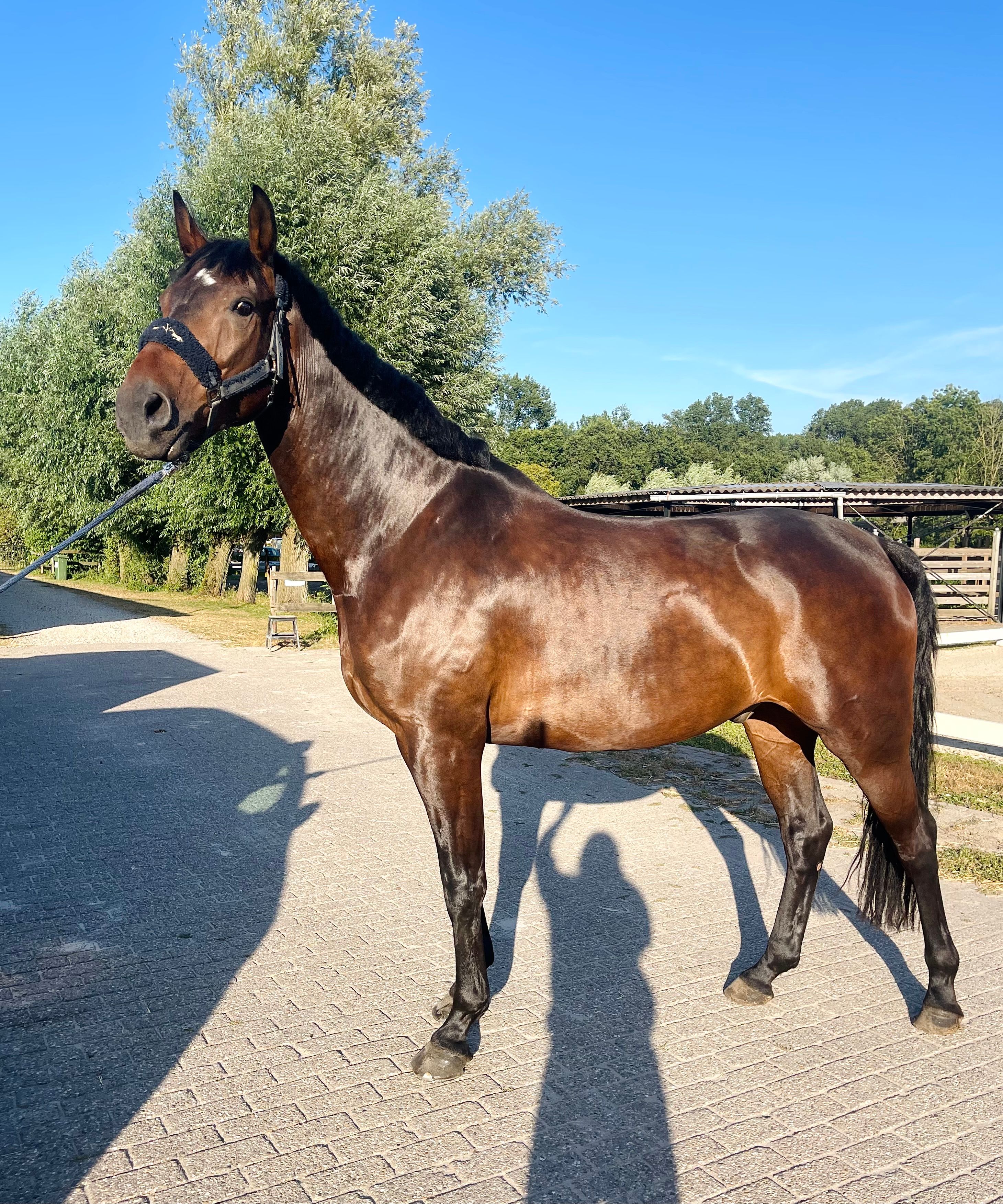 英俊、稳重的 KWPN 运动型骟马 (Just Wimphof x Wynton)