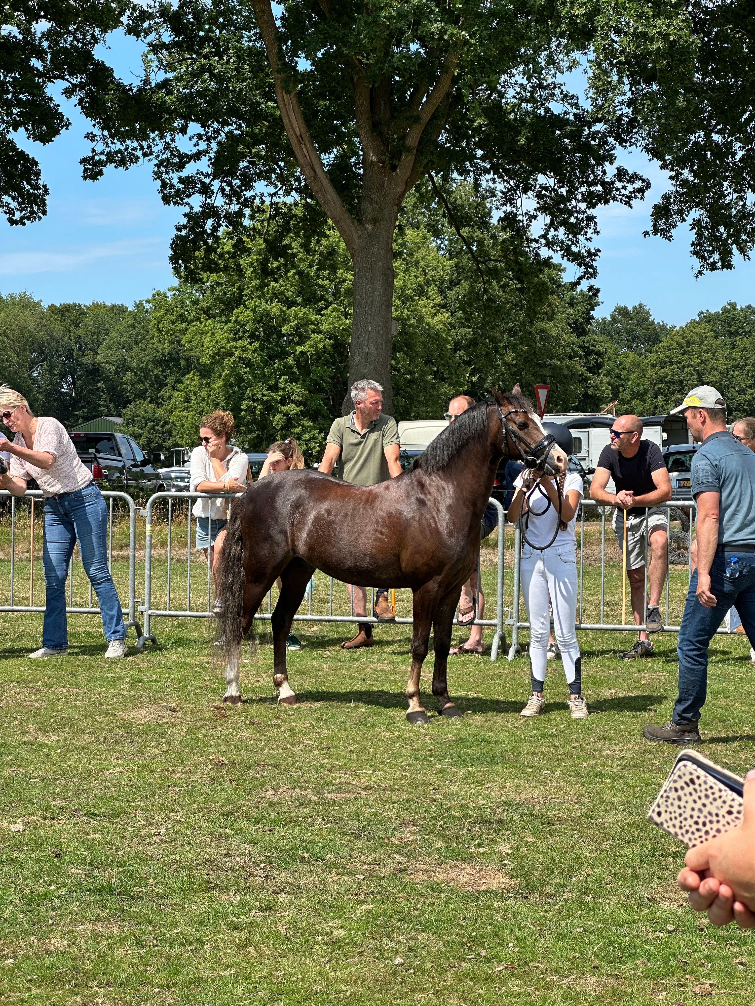 welsh dressuurpony ruin 11 Jahre alt vos zu verkaufen - Foto 4