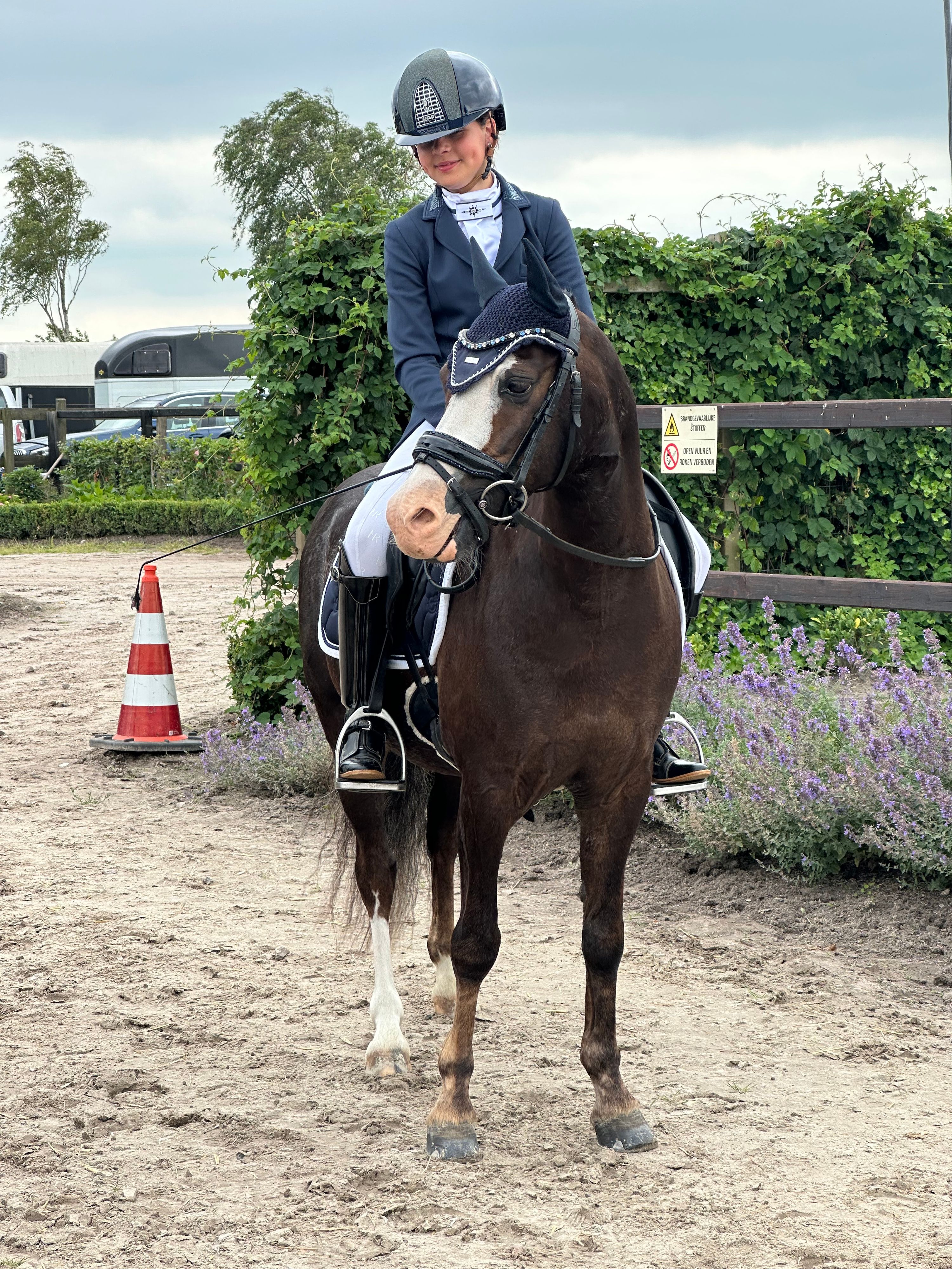 welsh dressuurpony ruin 11 Jahre alt vos zu verkaufen - Foto 5