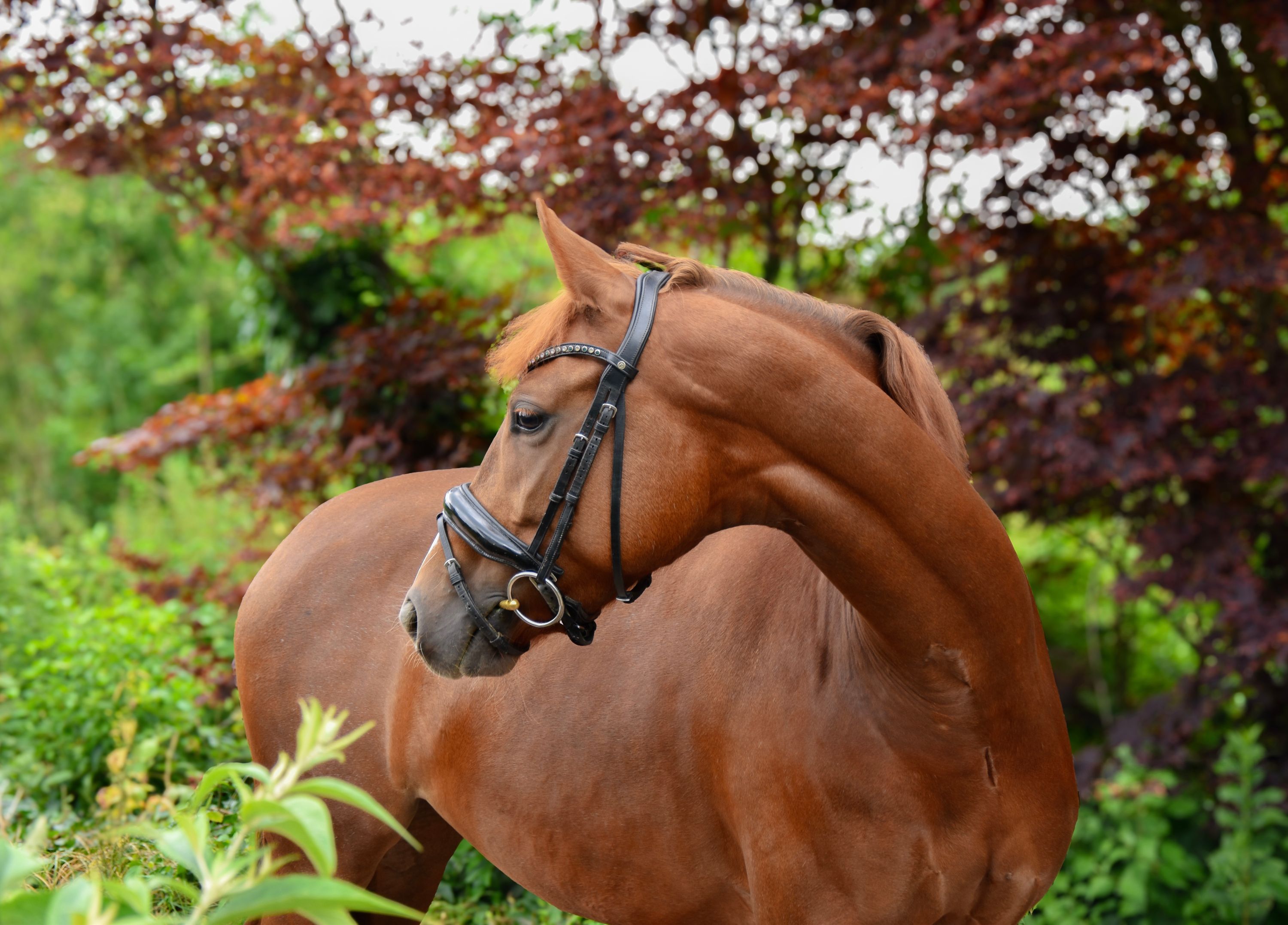 卓越した牝系を持つ将来有望なコンパクトな牝馬