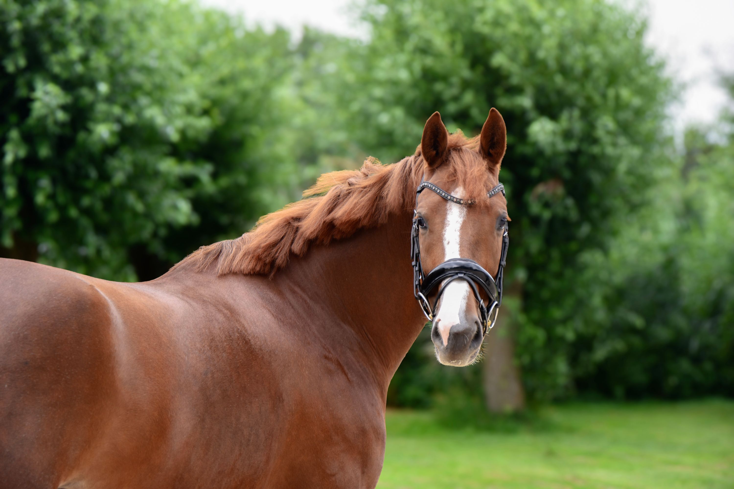 kwpn dressuurpaard merrie 6 歳 vos 売り出し中 - 写真 3
