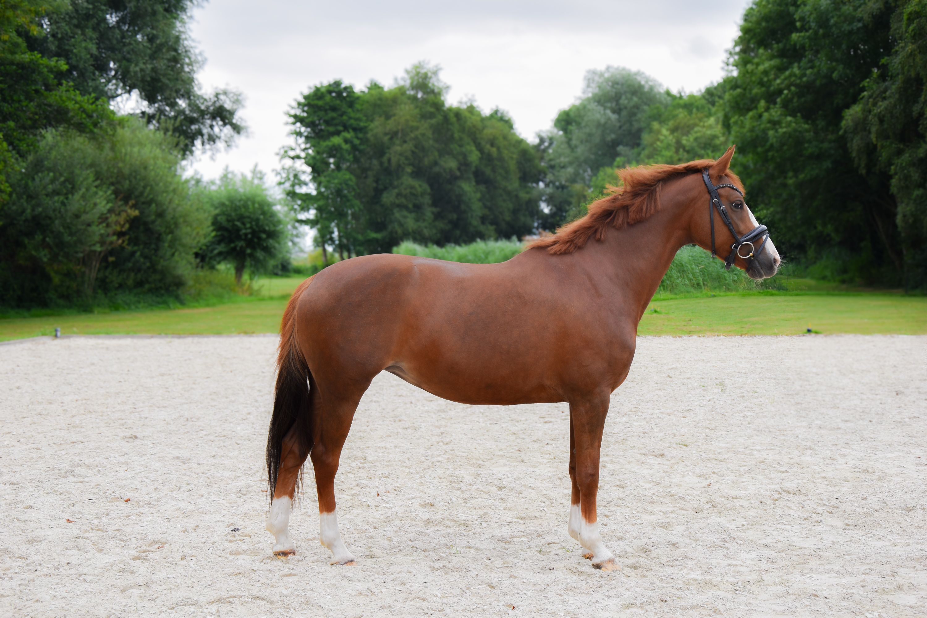 kwpn dressuurpaard merrie 6 歳 vos 売り出し中 - 写真 2