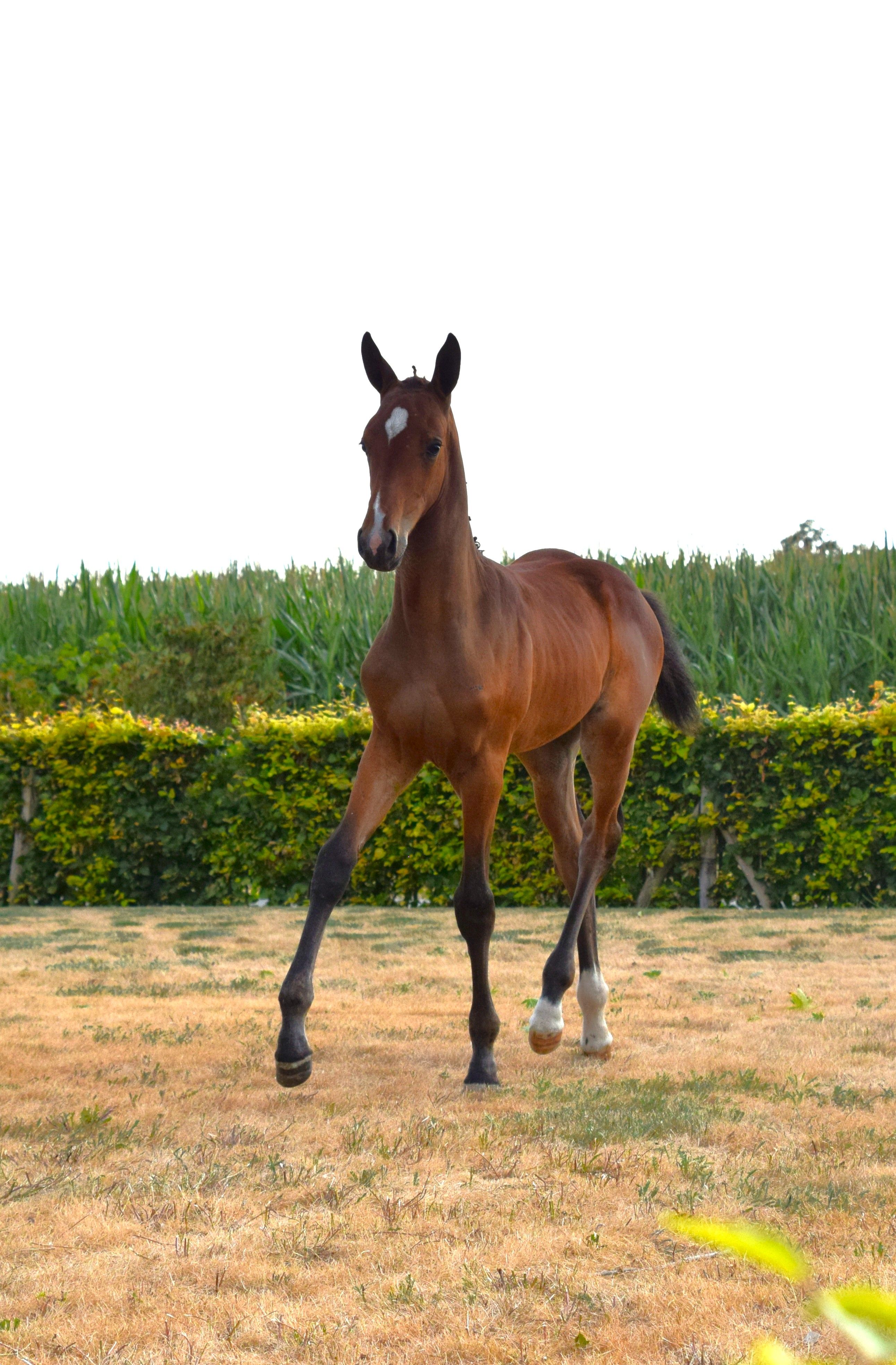 bwp springpaard merrie 0 years old kastanje for sale - Photo 5