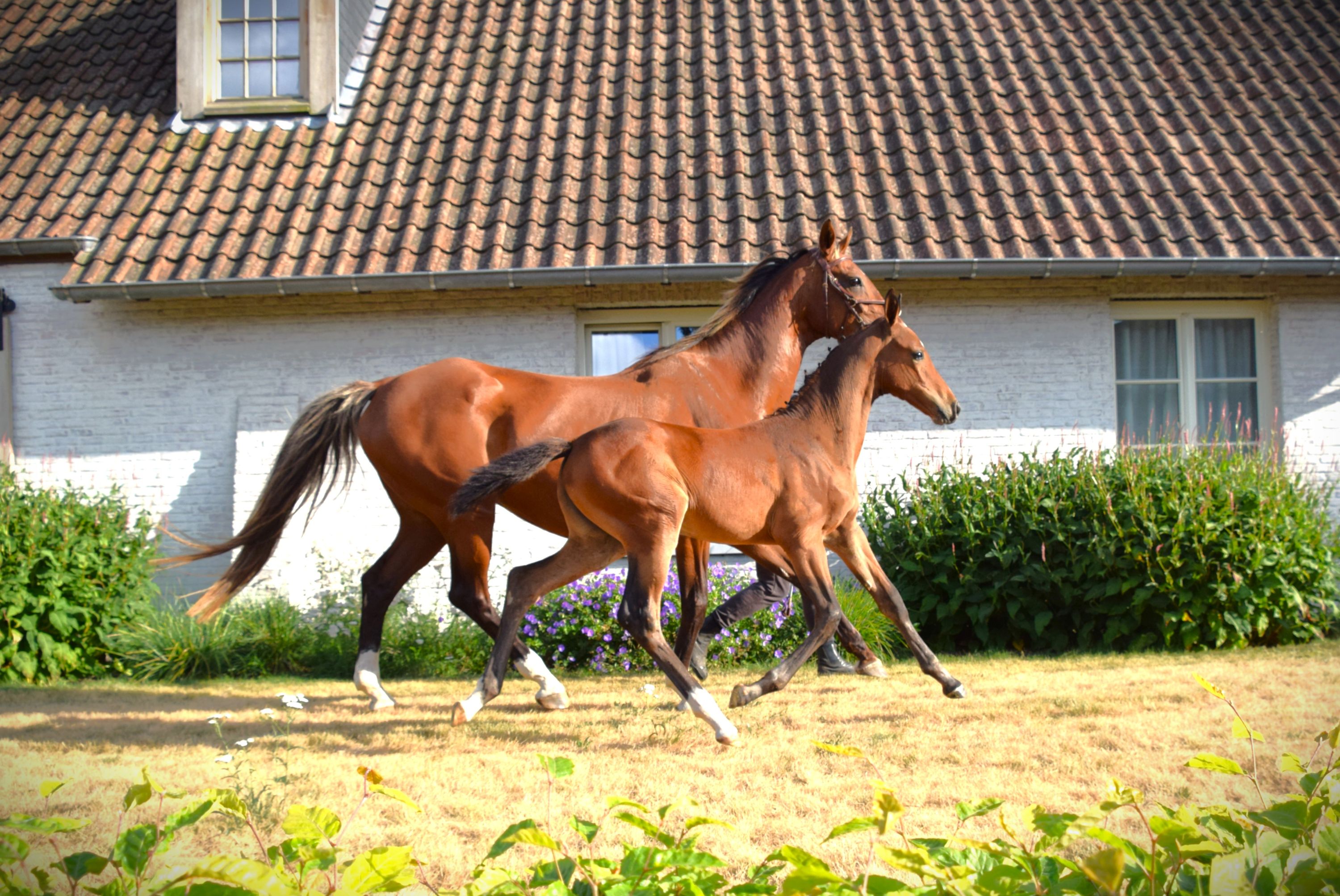 Elegant Filly