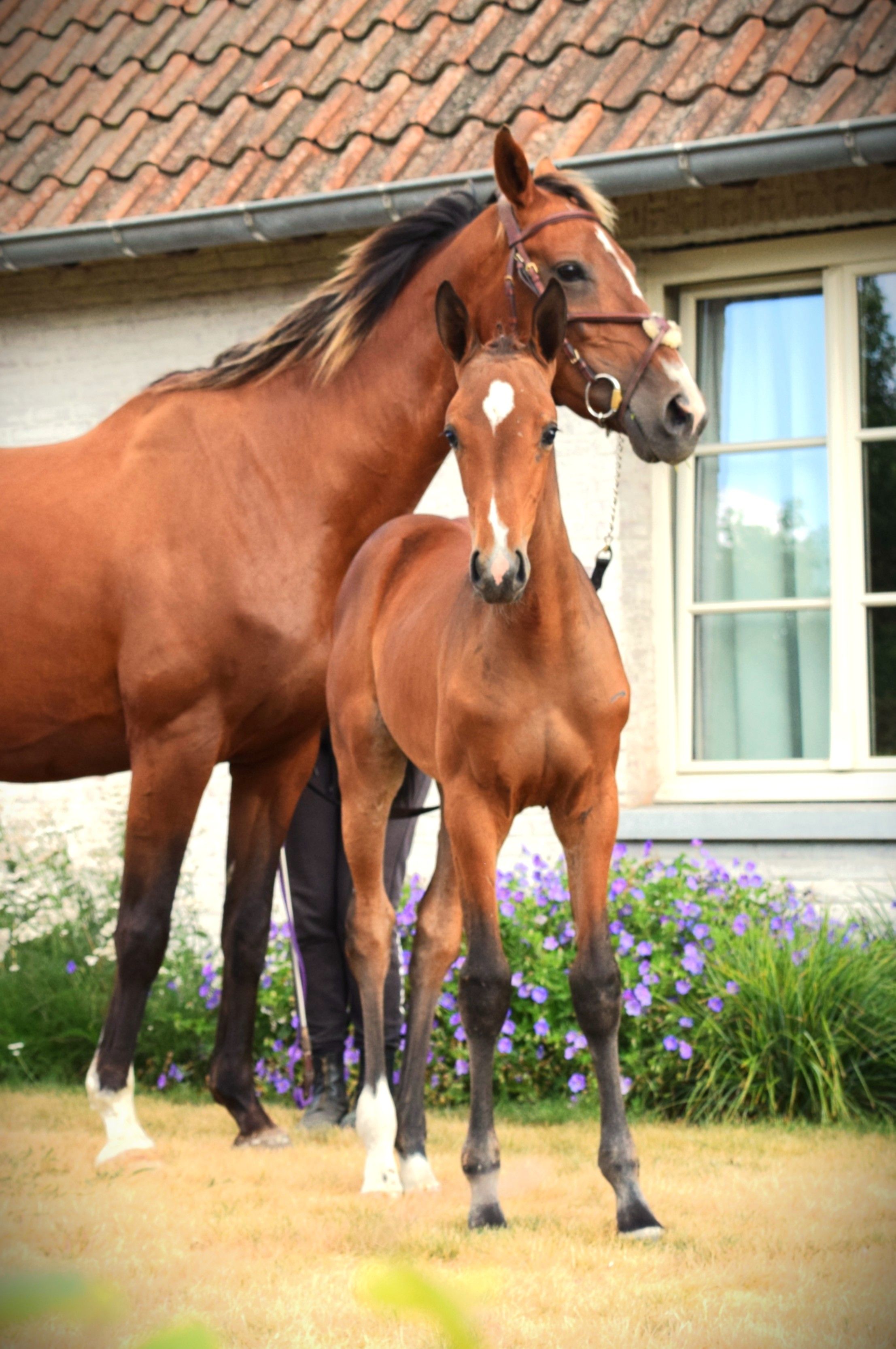 bwp springpaard merrie 0 years old kastanje for sale - Photo 6