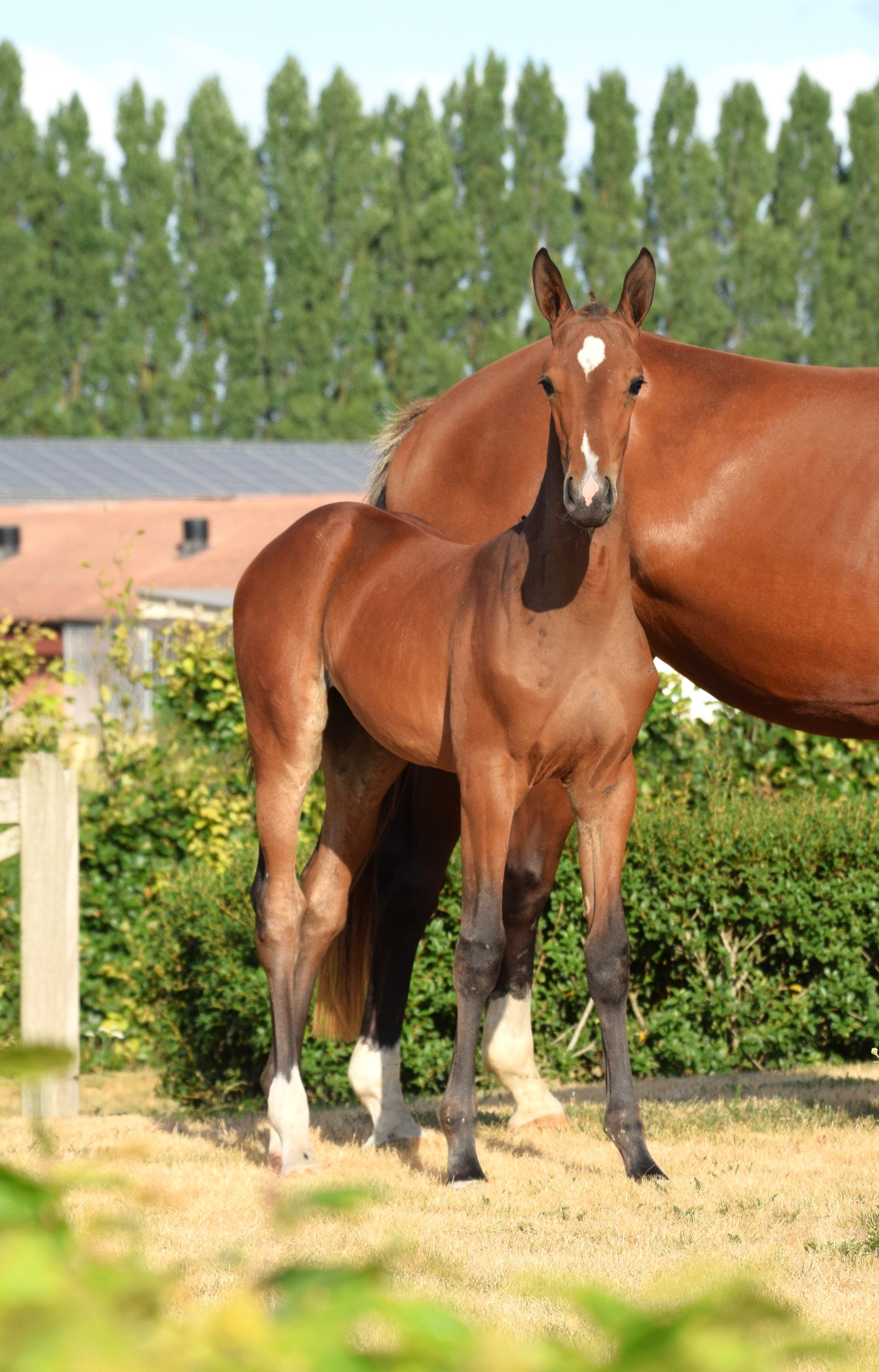 bwp springpaard merrie 0 years old kastanje for sale - Photo 3