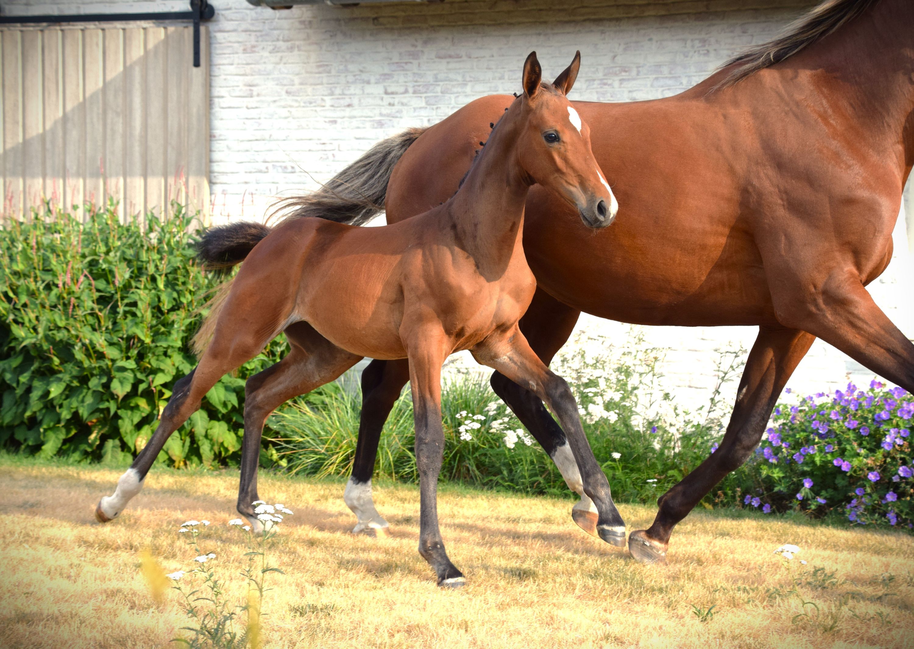bwp springpaard merrie 0 years old kastanje for sale - Photo 4