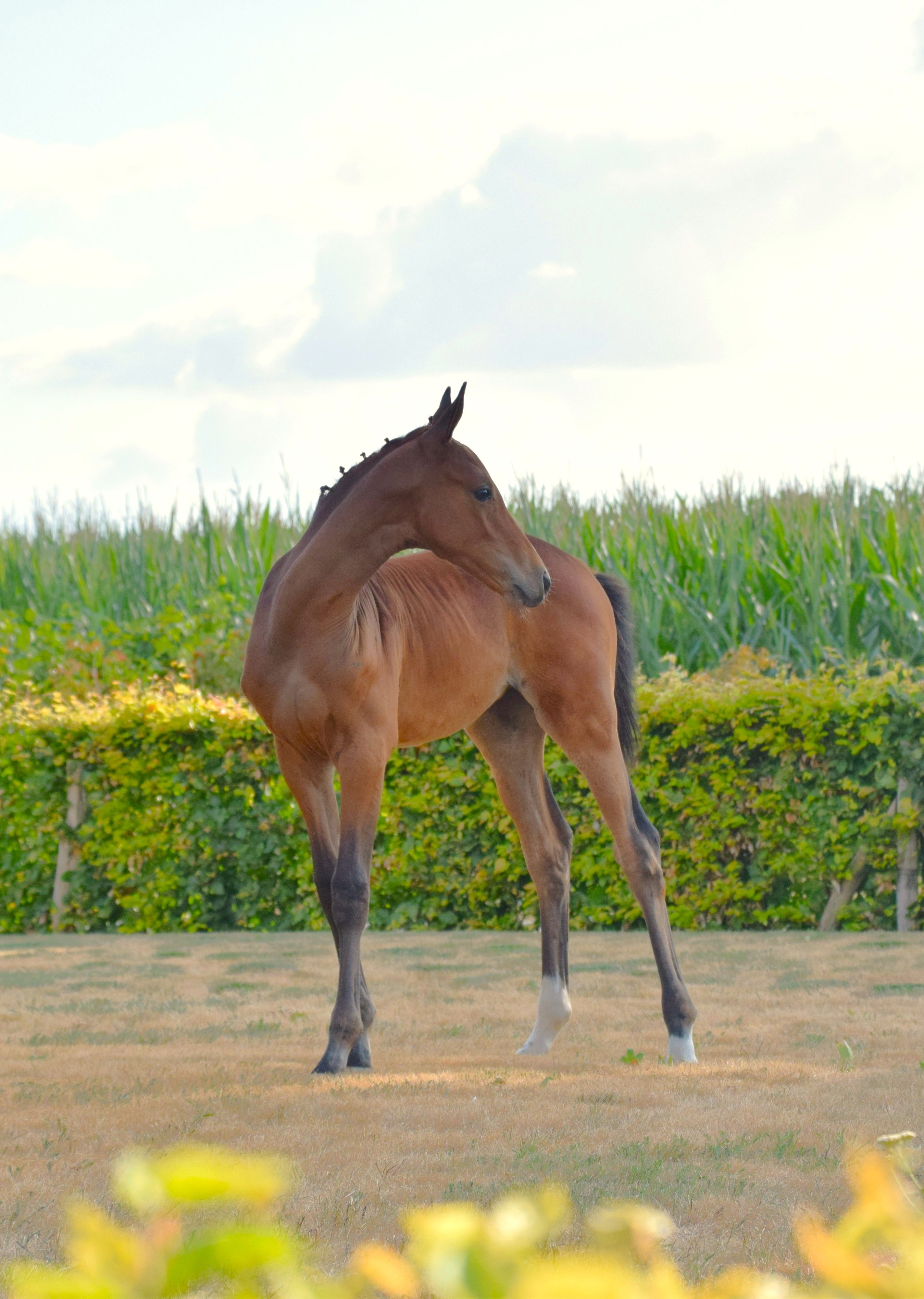 bwp springpaard merrie 0 years old kastanje for sale - Photo 2