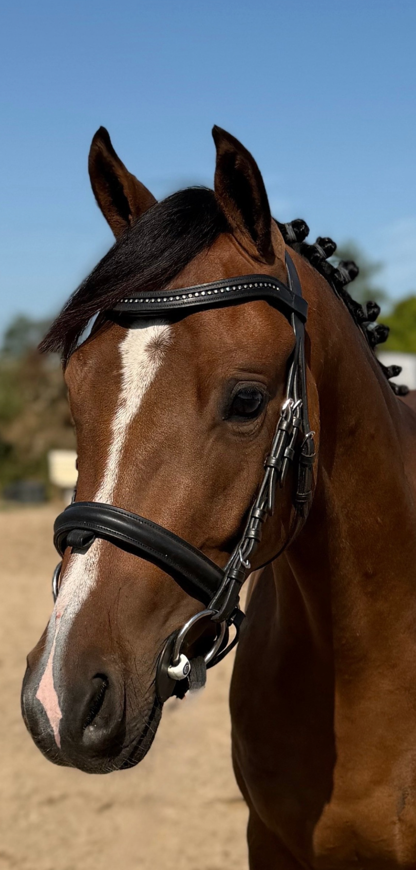 Welsh Pony gelding | 2023 | ±1.46 m | Backed | Talented all-rounder