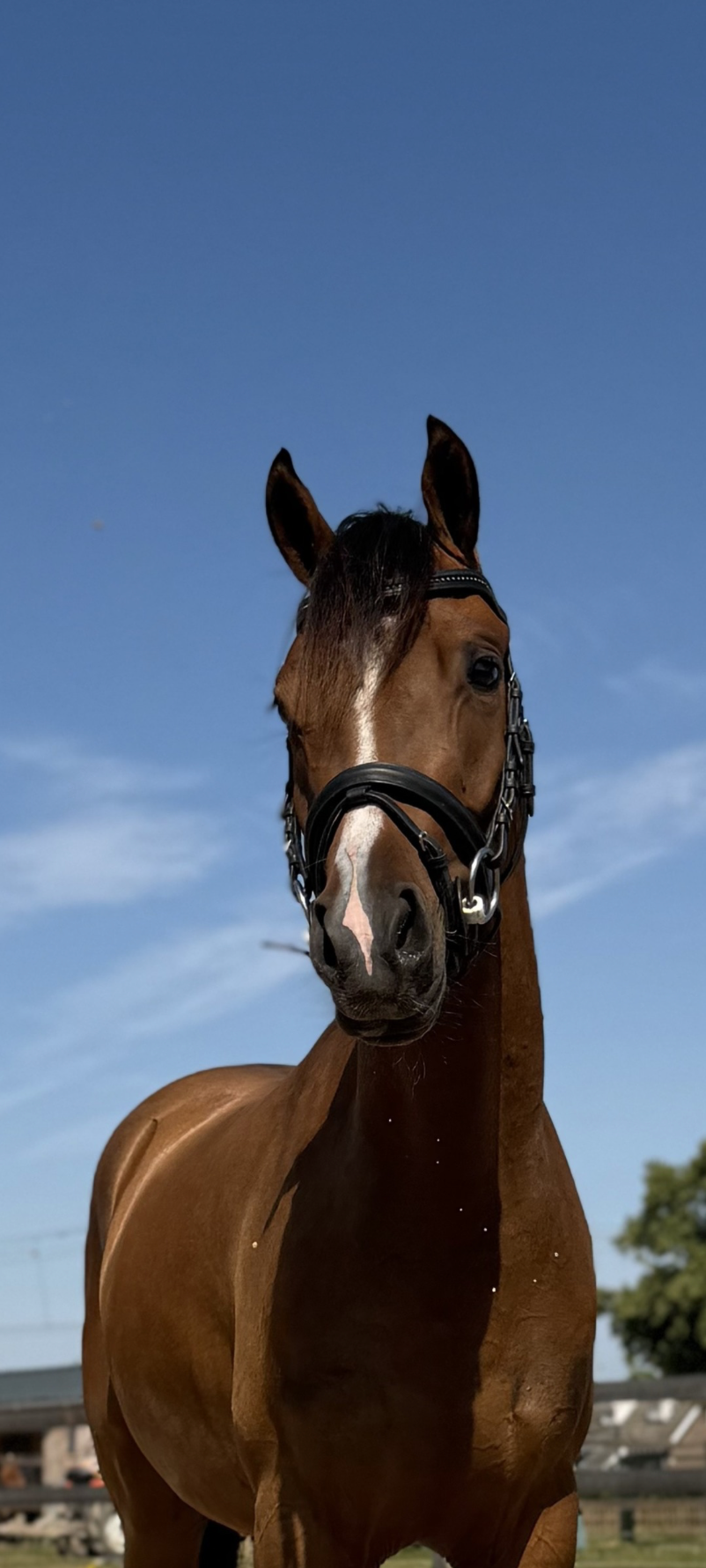 welsh dressuurpony ruin 3 anos bruin à venda - Foto 3