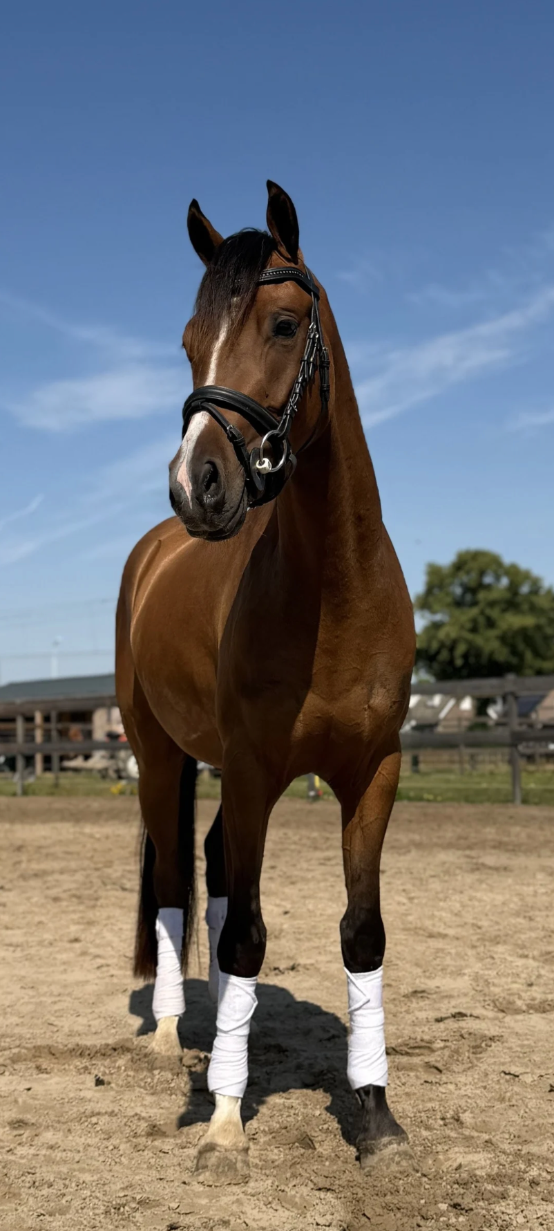 welsh dressuurpony ruin 3 anos bruin à venda - Foto 2