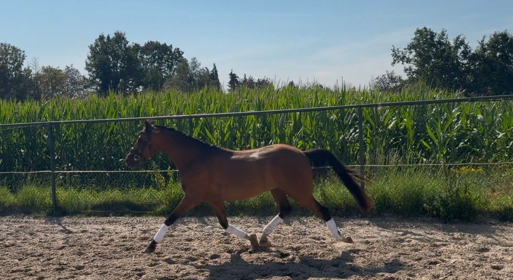 welsh dressuurpony ruin 3 anos bruin à venda - Foto 4