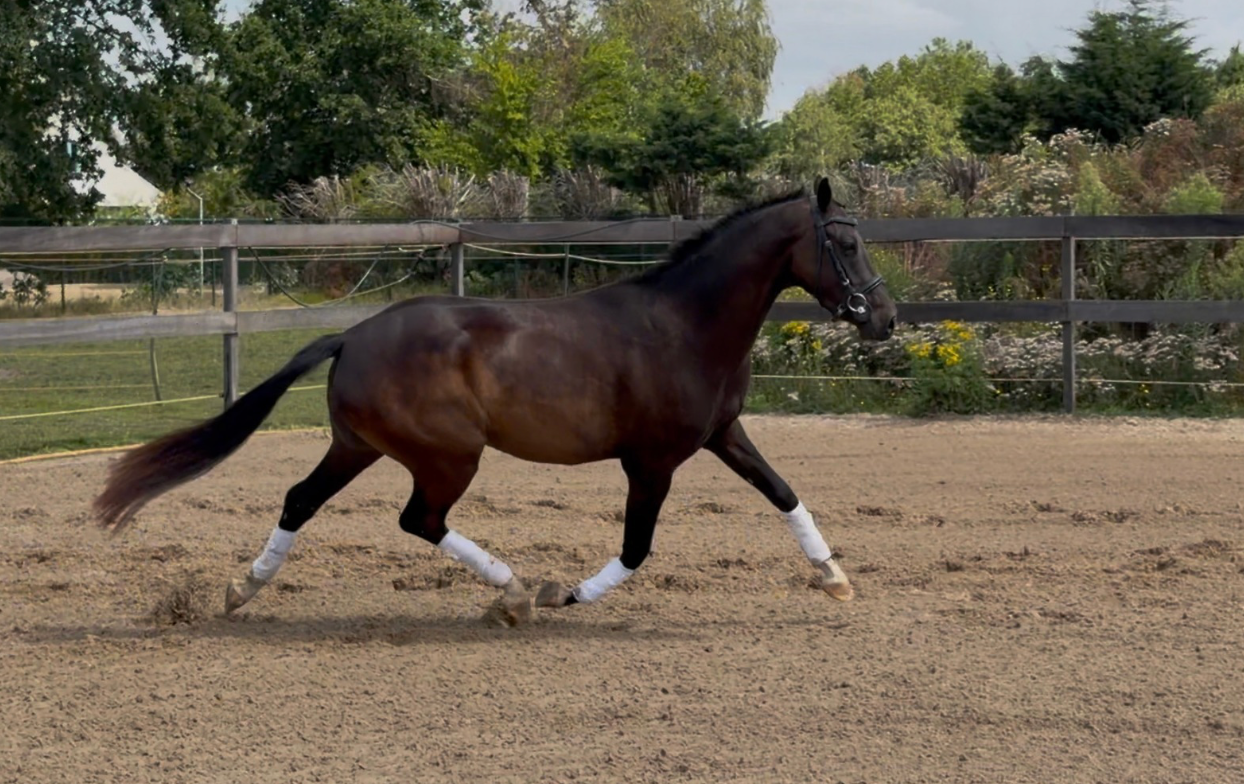 welsh dressuurpony ruin 3 anos donkerbruin à venda - Foto 4