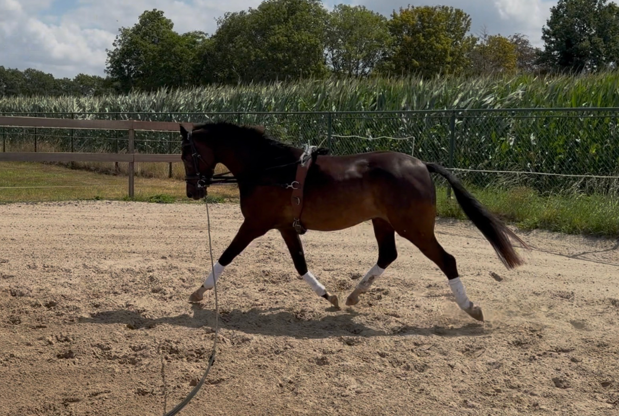 welsh dressuurpony ruin 3 anos donkerbruin à venda - Foto 3