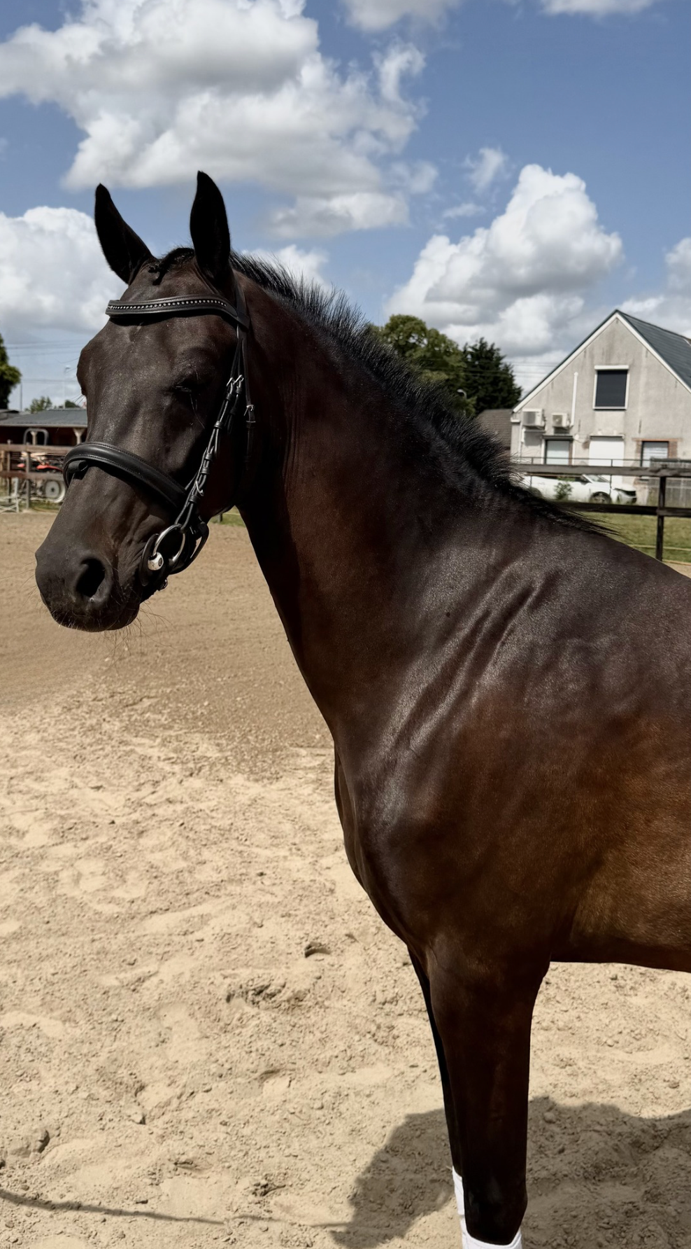 welsh dressuurpony ruin 3 anos donkerbruin à venda - Foto 2