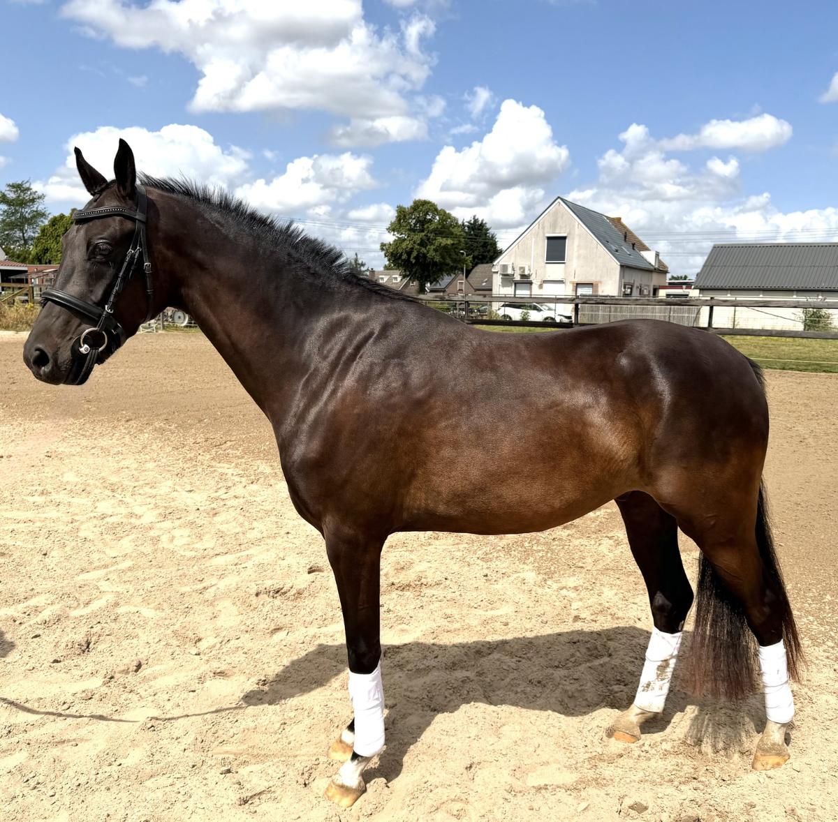 welsh dressuurpony ruin 3 anos donkerbruin à venda - Foto 5