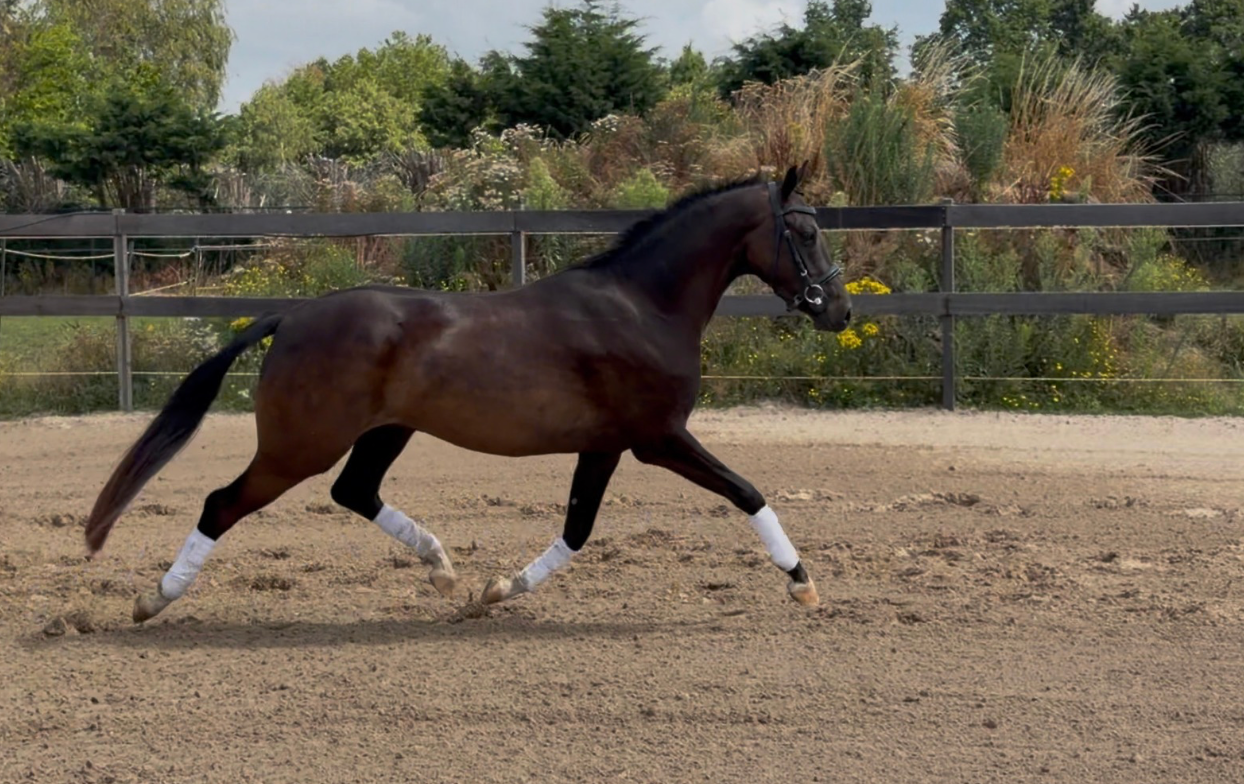 Welsh Pony | 2023 | ±1.47 m | Promising dressage talent | FEI potential