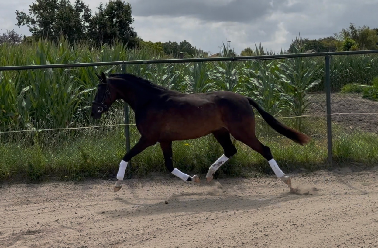 welsh dressuurpony ruin 3 anos donkerbruin à venda - Foto 6