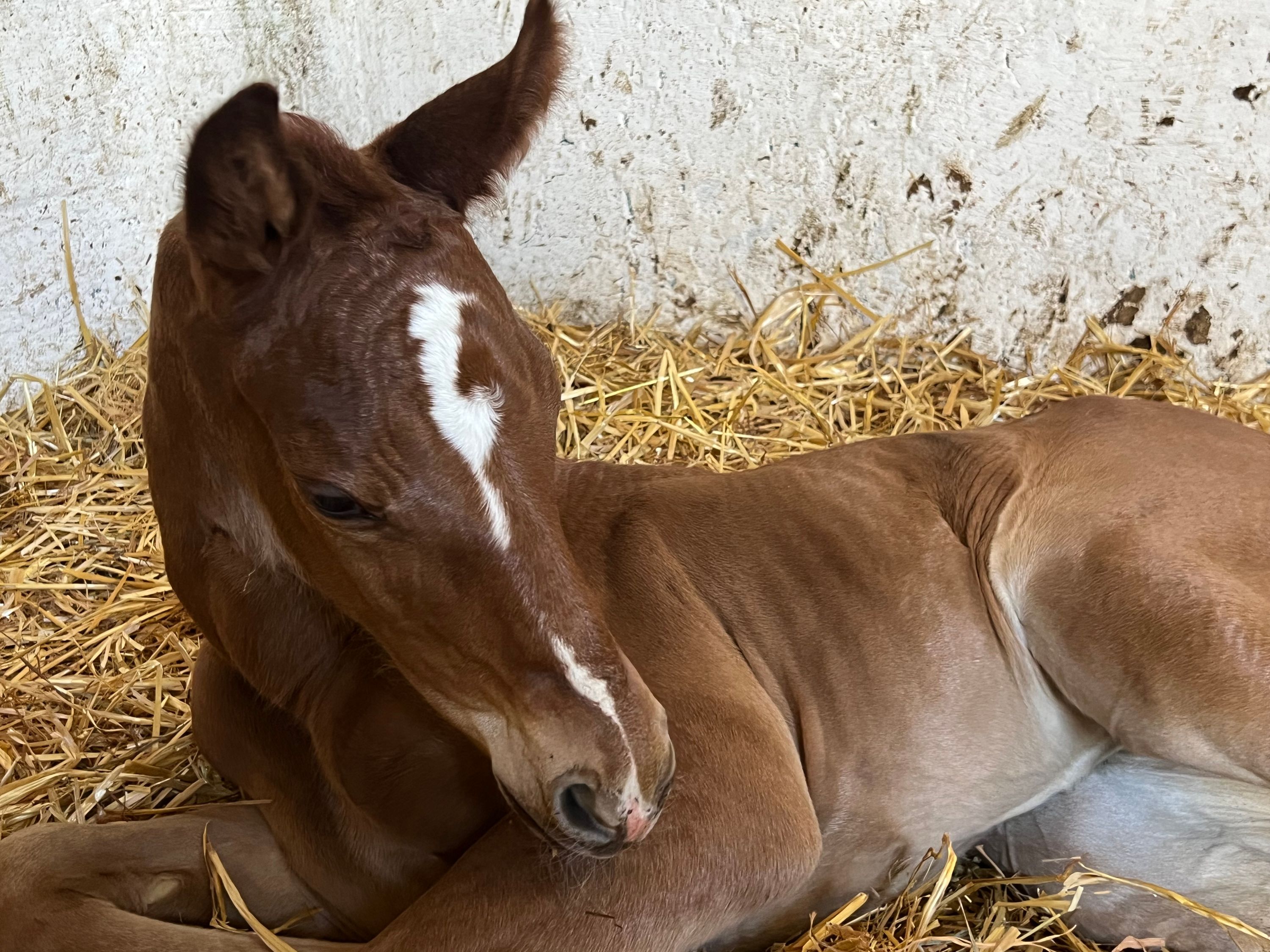 selle-francais springpaard merrie 0 jaar vos te koop - Foto 2