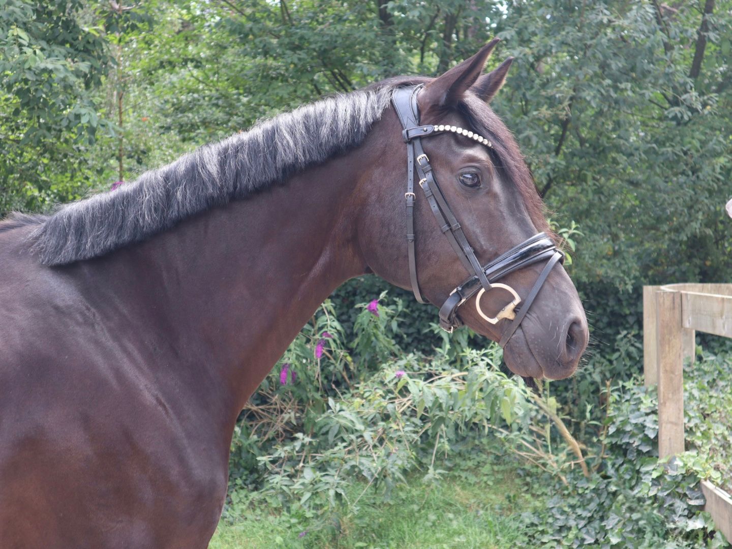 kwpn dressuurpaard ruin 4 anos zwart à venda - Foto 2