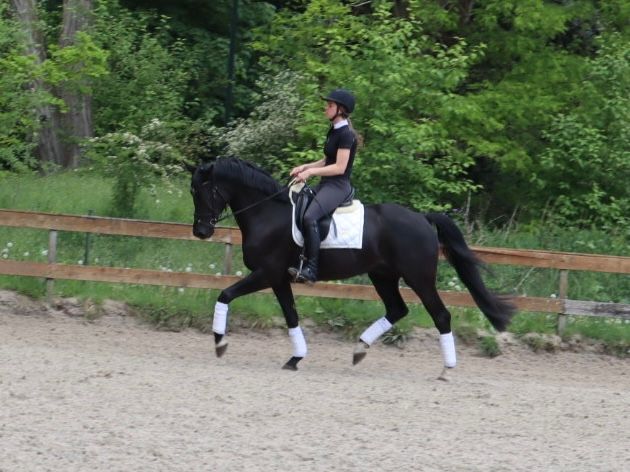 kwpn dressuurpaard ruin 4 anos zwart à venda - Foto 3