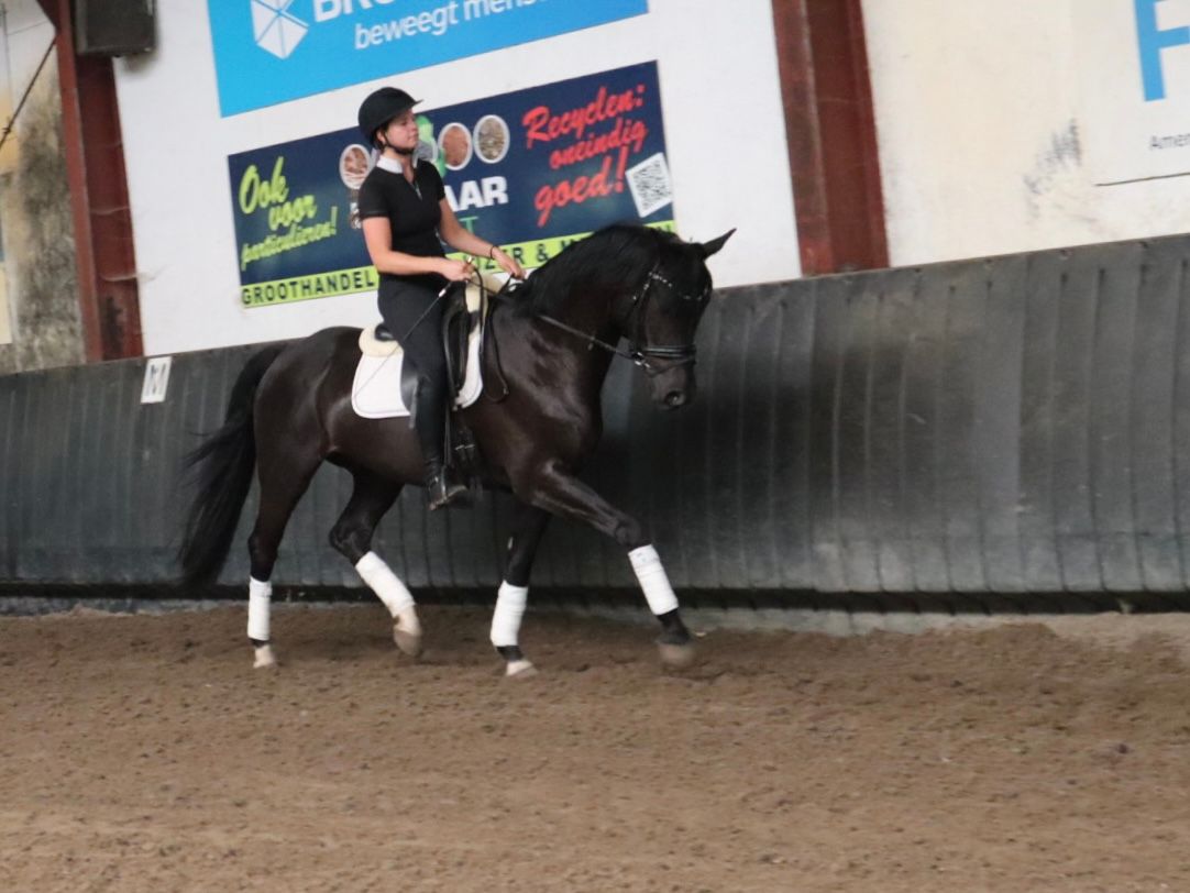 kwpn dressuurpaard ruin 4 anos zwart à venda - Foto 4