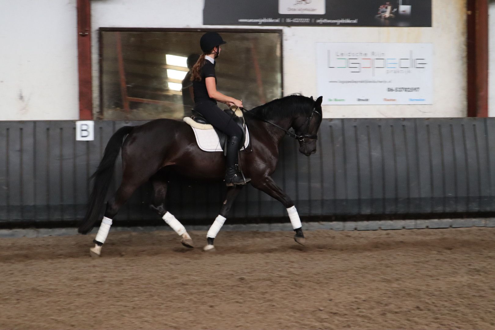 kwpn dressuurpaard ruin 4 anos zwart à venda - Foto 5