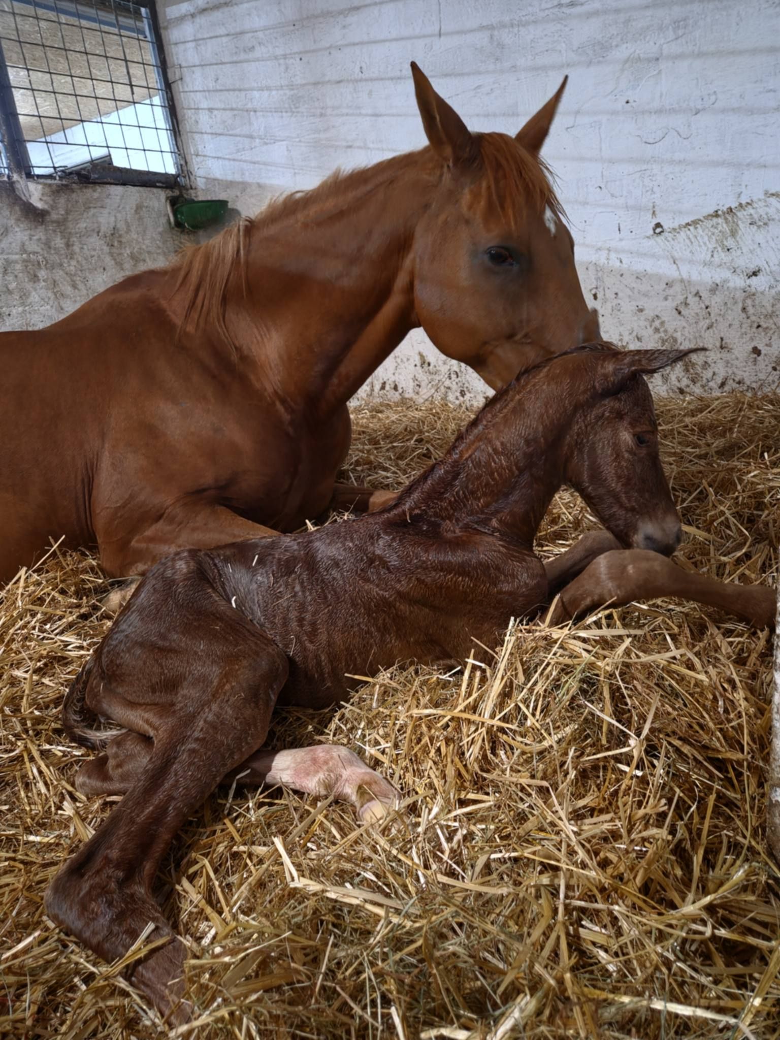 selle-francais springpaard merrie 0 jaar vos te koop - Foto 4