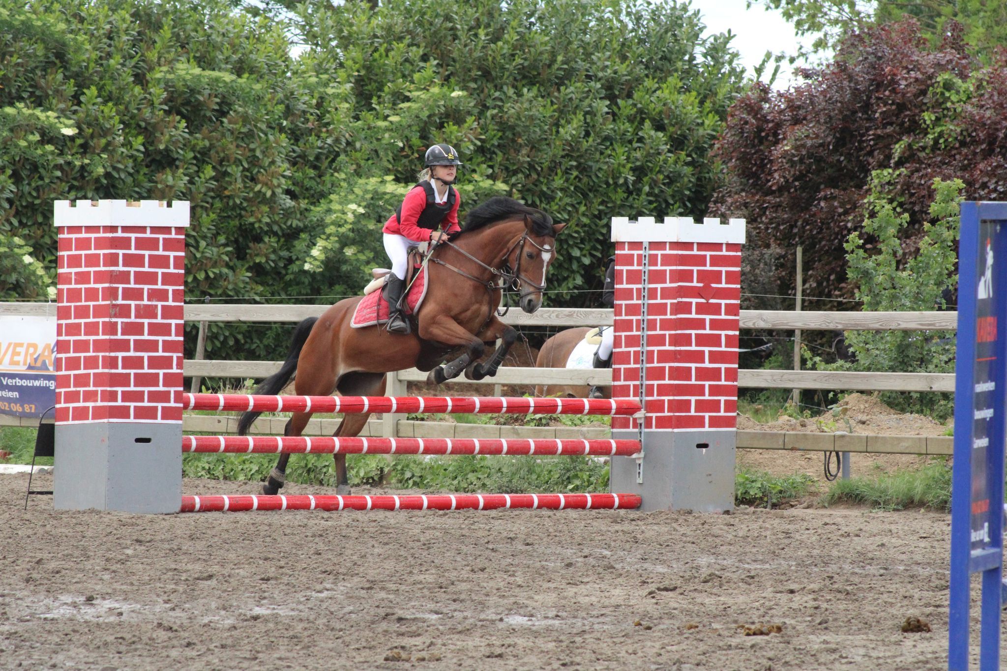 bwp allround-pony merrie 16 anos bruin à venda - Foto 3