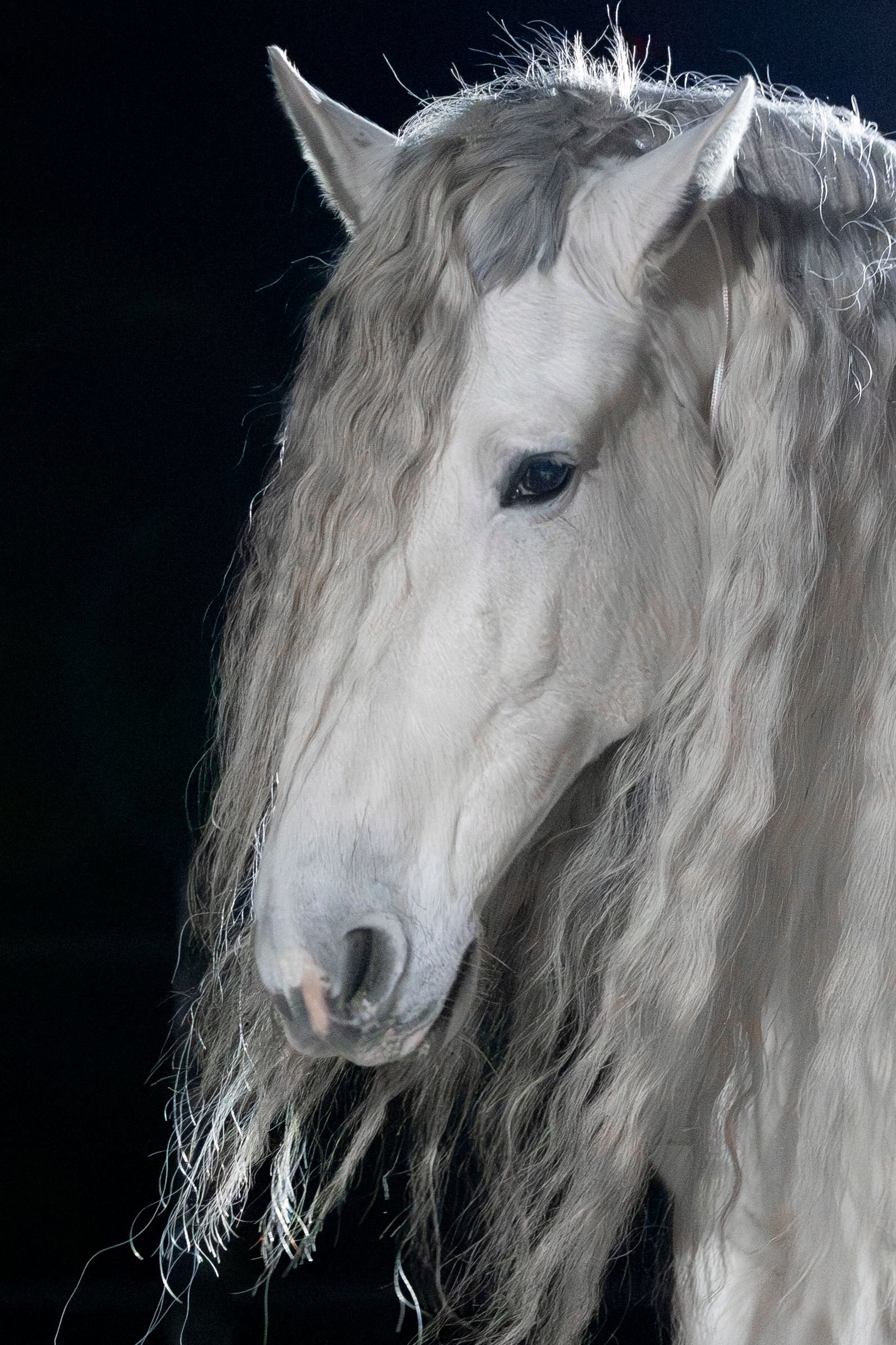 Unicorn PRE valack (ruin)