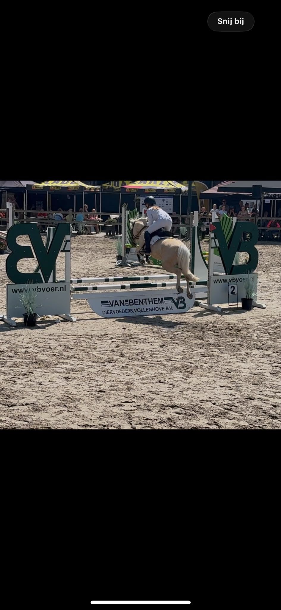 ander allround-pony ruin 4 anos palomino à venda - Foto 4