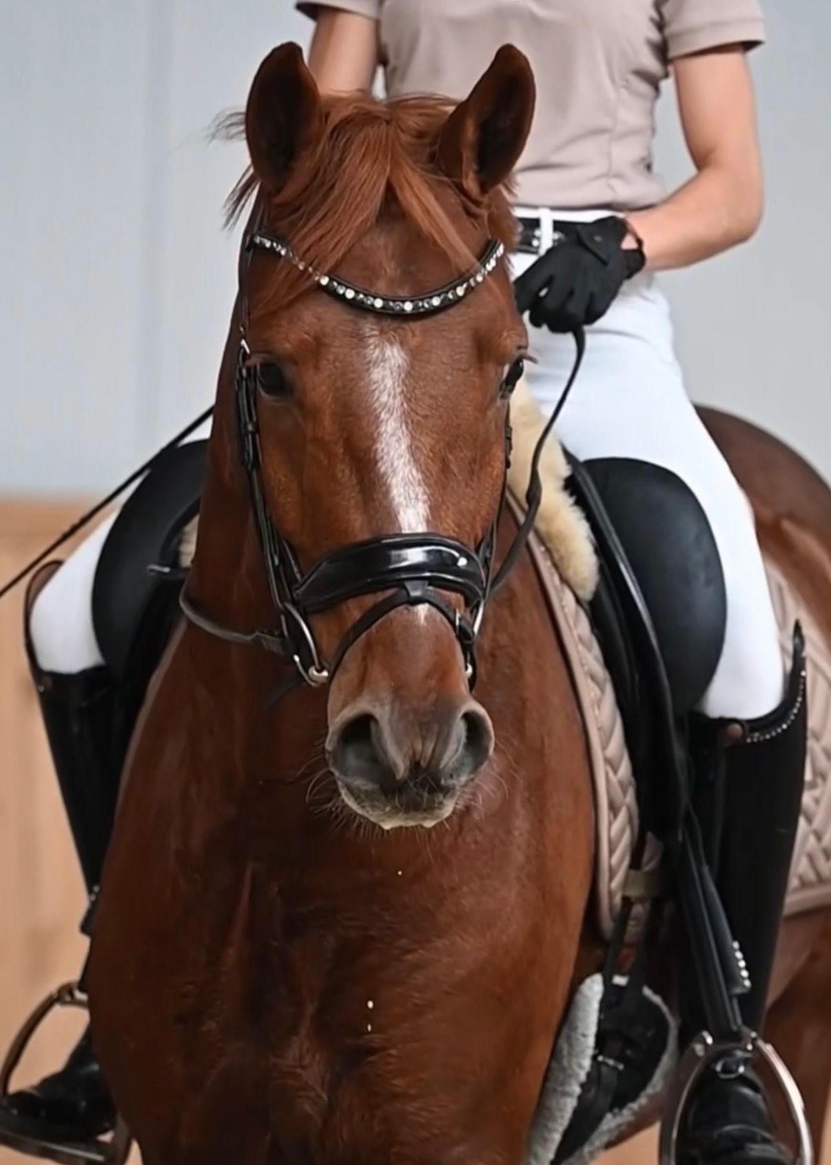 kwpn dressuurpaard ruin 4 anos vos à venda - Foto 5