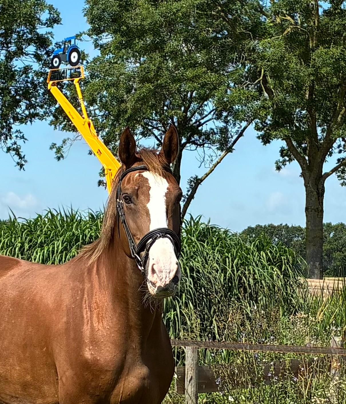 13-year-old, jumping-bred KWPN mare.
