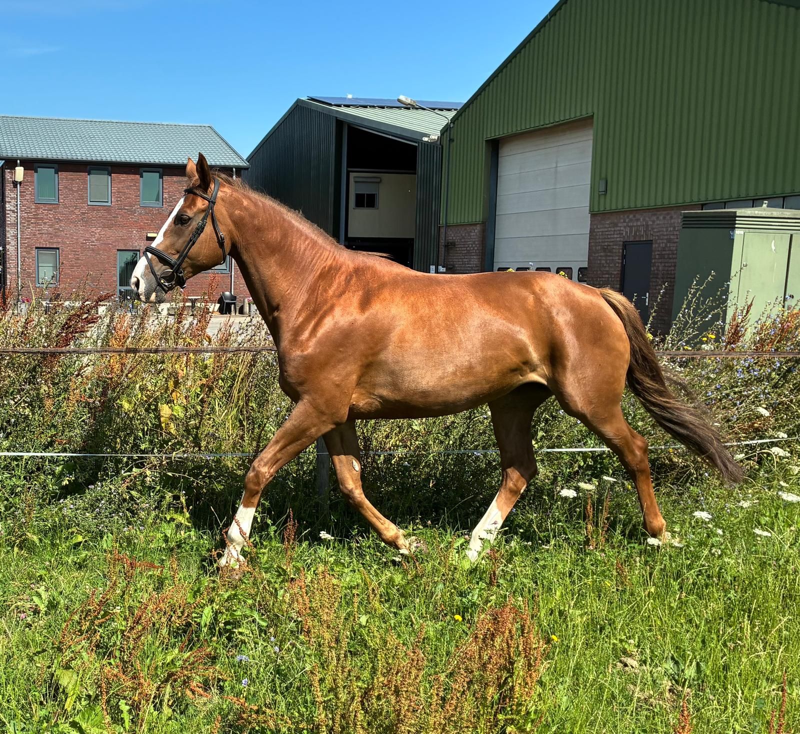 kwpn springpaard merrie 13 Jahre alt vos zu verkaufen - Foto 2